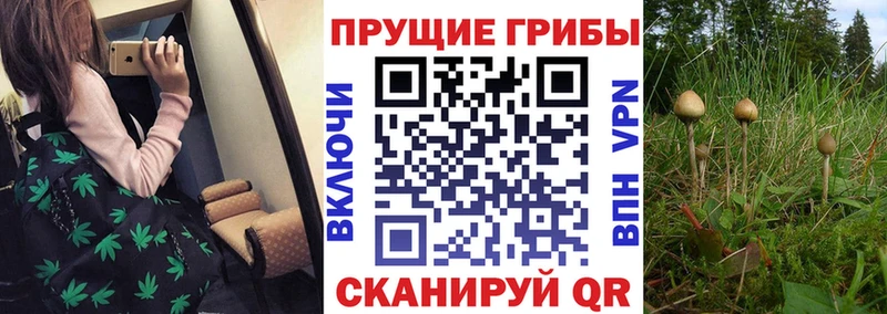 Галлюциногенные грибы MAGIC MUSHROOMS Старица